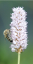 experiments:bee_hotel:bee_800.png