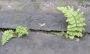 experiments:stone_wall:plants_on_wall_800.png